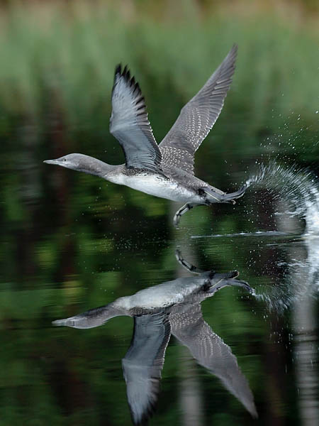 Kaakkuri, Red-throated Diver, Gavia stellata